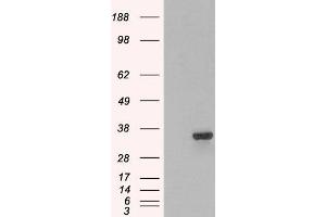 HEK293 overexpressing PSMF1 (ABIN5437750) and probed with ABIN184933 (mock transfection in first lane).