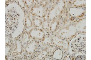 Immunoperoxidase of monoclonal antibody to MEOX2 on formalin-fixed paraffin-embedded human kidney. (MEOX2 anticorps  (AA 1-303))