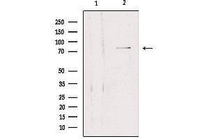 Western blot analysis of extracts from 293, using SLC5A3 Antibody. (SLC5A3 anticorps)