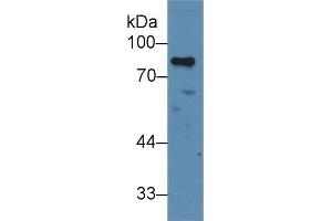 Western Blot; Sample: Human Jurkat cell lysate; Primary Ab: 2µg/ml Rabbit Anti-Human MYB Antibody Second Ab: 0. (MYB anticorps  (AA 305-558))