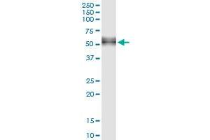 Immunoprecipitation of CD14 transfected lysate using anti-CD14 MaxPab rabbit polyclonal antibody and Protein A Magnetic Bead , and immunoblotted with CD14 purified MaxPab mouse polyclonal antibody (B02P) .