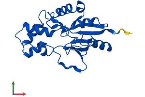 AlphaFold protein structure predicition of Mouse Recombinant Nt5c Protein, UniprotID Q9JM14
