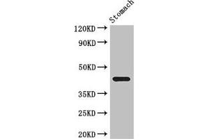 Western Blot Positive WB detected in: Mouse stomach tissue All lanes: SLC35A2 antibody at 3. (SLC35A2 anticorps  (AA 136-234))