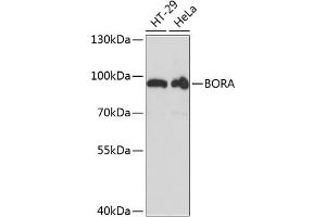 Western blot analysis of extracts of various cell lines, using BORA antibody (ABIN6131437, ABIN6137628, ABIN6137629 and ABIN6217984) at 1:3000 dilution. (BORA anticorps  (AA 320-619))