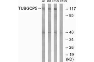 Western blot analysis of extracts from HT-29/Jurkat/293 cells, using TUBGCP5 Antibody.