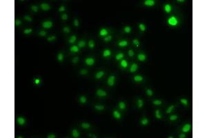 Immunofluorescence analysis of U2OS cells using HIRIP3 antibody (ABIN6128019, ABIN6141779, ABIN6141780 and ABIN6222788).
