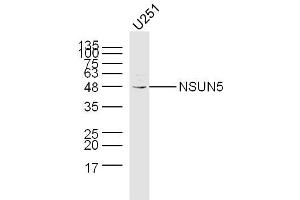 U251 lysates probed with NSUN5 Polyclonal Antibody, Unconjugated  at 1:300 dilution and 4˚C overnight incubation. (NSUN5 anticorps  (AA 2-100))