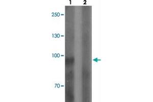 Western blot analysis of SGSM3 in 293 cell lysate with SGSM3 polyclonal antibody  at 1 ug/mL in (1) the absence and (2) the presence of blocking peptide.