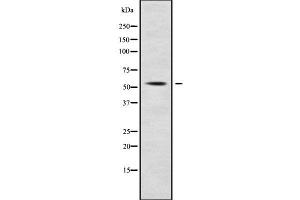 Western blot analysis SLC7A10 using RAW264.