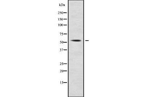 Western blot analysis SLC7A10 using RAW264. (SLC7A10 anticorps  (Internal Region))