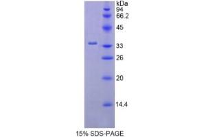 SDS-PAGE of Protein Standard from the Kit (Highly purified E.