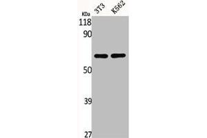 Western Blot analysis of NIH-3T3 K562 cells using CSRNP2 Polyclonal Antibody (CSRNP2 anticorps  (Internal Region))