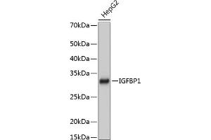 Western blot analysis of extracts of HepG2 cells, using IGFBP1 Rabbit mAb (ABIN7267906) at 1:1000 dilution. (IGFBPI anticorps)