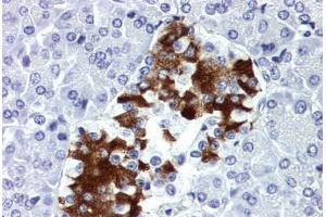 Human Pancreas (formalin-fixed, paraffin-embedded) stained with INS antibody ABIN337134 at 10 ug/ml followed by biotinylated anti-mouse IgG secondary antibody ABIN481714, alkaline phosphatase-streptavidin and chromogen. (Insulin anticorps  (HRP))