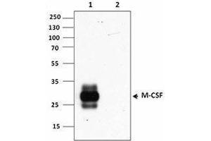 Western Blotting (WB) image for anti-Colony Stimulating Factor 1 (Macrophage) (CSF1) antibody (ABIN2665252) (M-CSF/CSF1 anticorps)