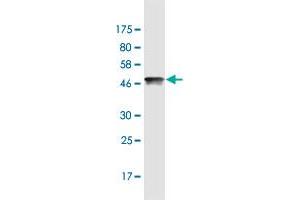 Western Blot detection against Immunogen (47. (HMGB2 anticorps  (AA 1-195))