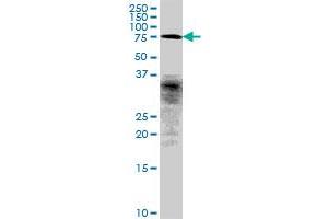 FLJ10996 MaxPab polyclonal antibody. (CCDC93 anticorps  (AA 1-631))