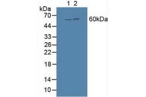 Figure. (BMP3 anticorps  (AA 312-467))