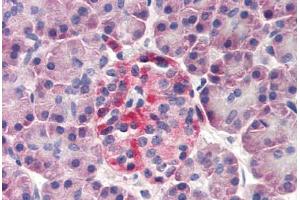 Human Pancreas (formalin-fixed, paraffin-embedded) stained with DERL3 antibody ABIN298639 at 20 ug/ml followed by biotinylated goat anti-rabbit IgG secondary antibody ABIN481713, alkaline phosphatase-streptavidin and chromogen. (Derlin-3 anticorps  (N-Term))