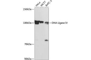 Western blot analysis of extracts of various cell lines, using DNA Ligase IV Rabbit mAb (ABIN7268253) at 1:1000 dilution. (LIG4 anticorps)