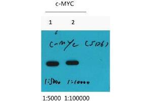 Western Blot (WB) analysis of Recombinant protein, diluted at at 1) 1:5000, 2) 1:10000. (Myc Tag anticorps)