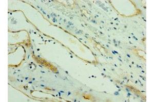 Immunohistochemistry of paraffin-embedded human kidney tissue using ABIN7164273 at dilution of 1:100 (PARL anticorps  (AA 1-170))