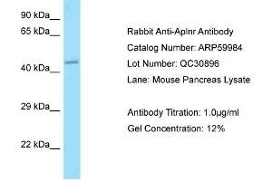 Western Blotting (WB) image for anti-Apelin Receptor (APLNR) (C-Term) antibody (ABIN2788291) (Apelin Receptor anticorps  (C-Term))