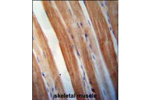 KBTBD5 antibody immunohistochemistry analysis in formalin fixed and paraffin embedded human skeletal muscle followed by peroxidase conjugation of the secondary antibody and DAB staining. (KBTBD5 anticorps  (AA 349-377))