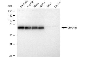 Western blotting analysis using CHAF1B antibody (ABIN7798060).