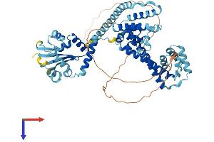 AlphaFold protein structure predicition of Mouse Recombinant Nop56 Protein, UniprotID Q9D6Z1