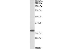 ABIN1590003 (1 µg/mL) staining of Mouse Kidney lysate (35 µg protein in RIPA buffer).