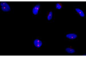 Immunohistochemistry (IHC) image for anti-Pericentrin (PCNT) (AA 175-225) antibody (ABIN7448392)