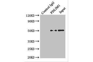 Immunoprecipitating TUBA4A in K562 whole cell lysate Lane 1: Rabbit control IgG instead of (1 μg) instead of ABIN7173671 in K562 whole cell lysate.