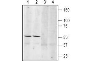 Western blot analysis of mouse (lanes 1 and 3) and rat (lanes 2 and 4) brain lysates: - 1,3.