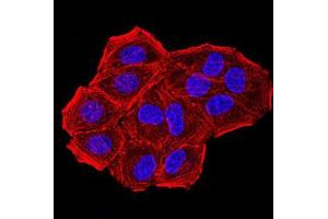 Immunofluorescence analysis of Hela cells using CBX7 mouse mAb. (CBX7 anticorps  (AA 15-147))