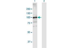 Western Blot analysis of VPS39 expression in transfected 293T cell line by VPS39 MaxPab polyclonal antibody.