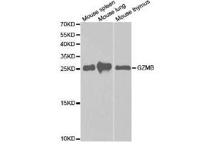 Western blot analysis of extracts of various cell lines, using GZMB antibody.