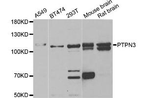 Western blot analysis of extracts of various cell lines, using PTPN3 antibody. (PTPN3 anticorps)
