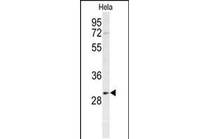 Western blot analysis of PHB Antibody in Hela cell line lysates (35ug/lane) (Prohibitin anticorps  (AA 89-117))