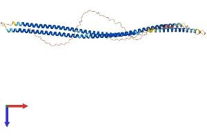 AlphaFold protein structure predicition of Human Recombinant KRT38 Protein, UniprotID O76015