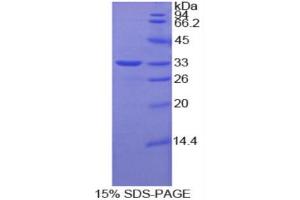 SDS-PAGE (SDS) image for Selenoprotein P1, Plasma (SEPP1) (AA 60-299) protein (His tag) (ABIN1880016) (SEPP1 Protein (AA 60-299) (His tag))