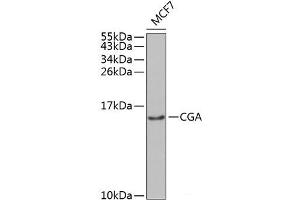 Western blot analysis of extracts of MCF-7 cells using CGA Polyclonal Antibody at dilution of 1:1000. (CGA anticorps)