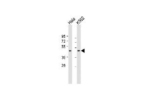All lanes : Anti-Myostatin (GDF8) Antibody (N-term) at 1:2000 dilution Lane 1: Hela whole cell lysate Lane 2: K562 whole cell lysate Lysates/proteins at 20 μg per lane. (MSTN anticorps  (N-Term))