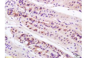 Formalin-fixed and paraffin embedded mouse stomach labeled with Anti-Anterior Gradient 2 Polyclonal Antibody, Unconjugated (ABIN710021) at 1:200 followed by conjugation to the secondary antibody and DAB staining. (AGR2 anticorps  (AA 51-150))