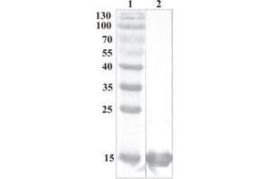 Western Blot testing of anti-CDNF monoclonal antibody (7D6).