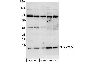 Western Blotting (WB) image for anti-Cytochrome C Oxidase Subunit Va (COX5A) (AA 100-150) antibody (ABIN7452598)