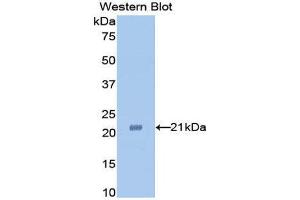 Western Blotting (WB) image for anti-Tumor Necrosis Factor alpha (TNF alpha) (AA 63-233) antibody (ABIN1860785) (TNF alpha anticorps  (AA 63-233))