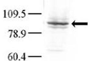 Image no. 1 for anti-Mitogen-Activated Protein Kinase Kinase Kinase Kinase 3 (MAP4K3) (C-Term) antibody (ABIN360428)