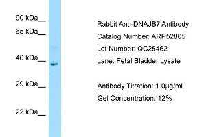 Western Blotting (WB) image for anti-DnaJ (Hsp40) Homolog, Subfamily B, Member 7 (DNAJB7) (C-Term) antibody (ABIN970531) (DNAJB7 anticorps  (C-Term))