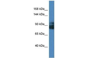 LRRC8A antibody used at 1 ug/ml to detect target protein. (LRRC8A anticorps  (Middle Region))